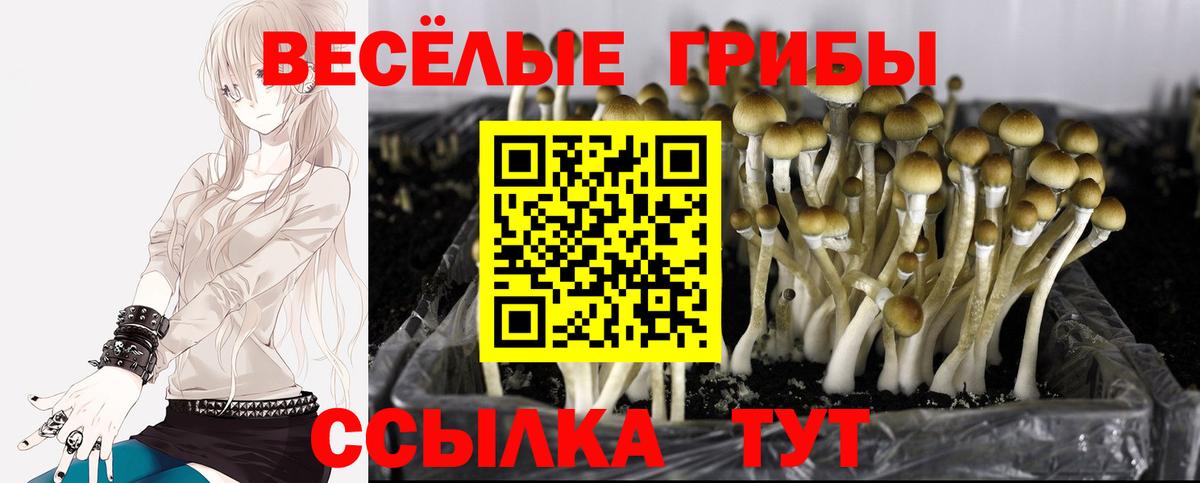 Галлюциногенные грибы прущие грибы Светлоград